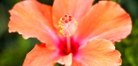 hibiscus orange