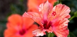 hibiscus rouge
