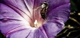 compact-03-macro-abeille